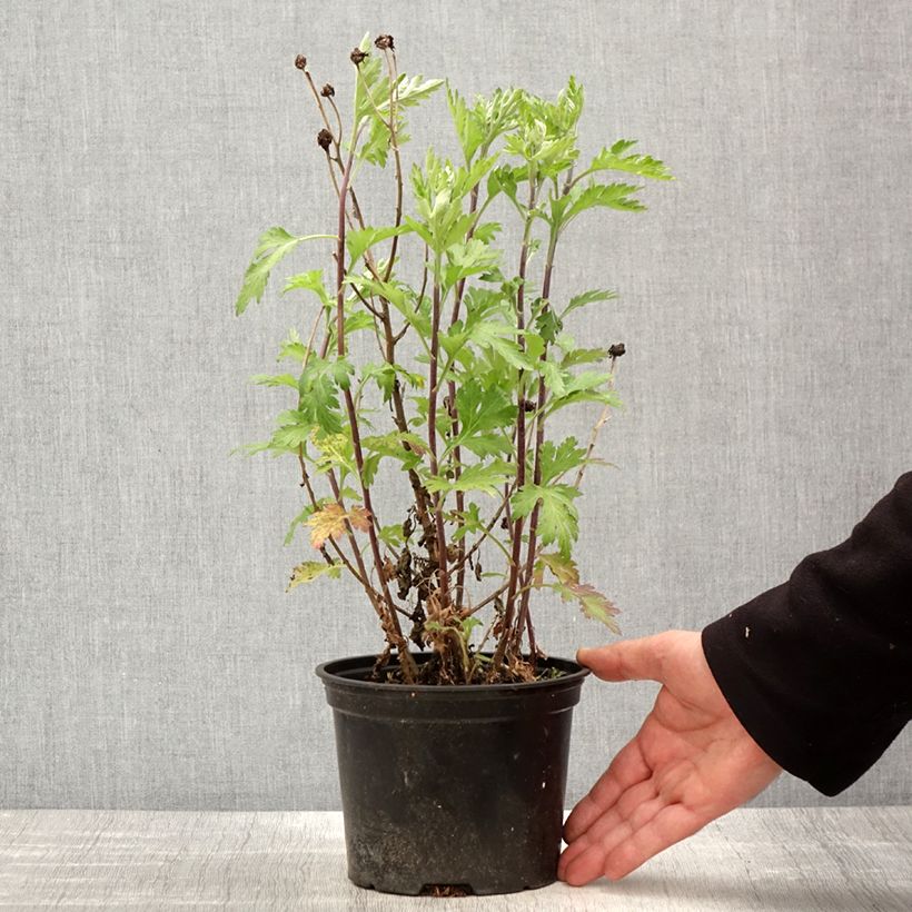 Amostra de Crisântemo Oury Vaso de 2 L/3 L tal como entregue na primavera