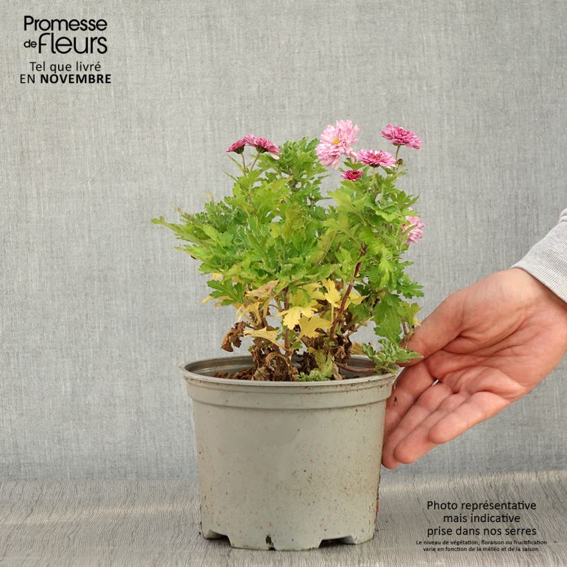Amostra de Chrysanthème des jardins Rehauge - Chrysanthemum indicum Pot de 2L/3L tal como entregue no outono