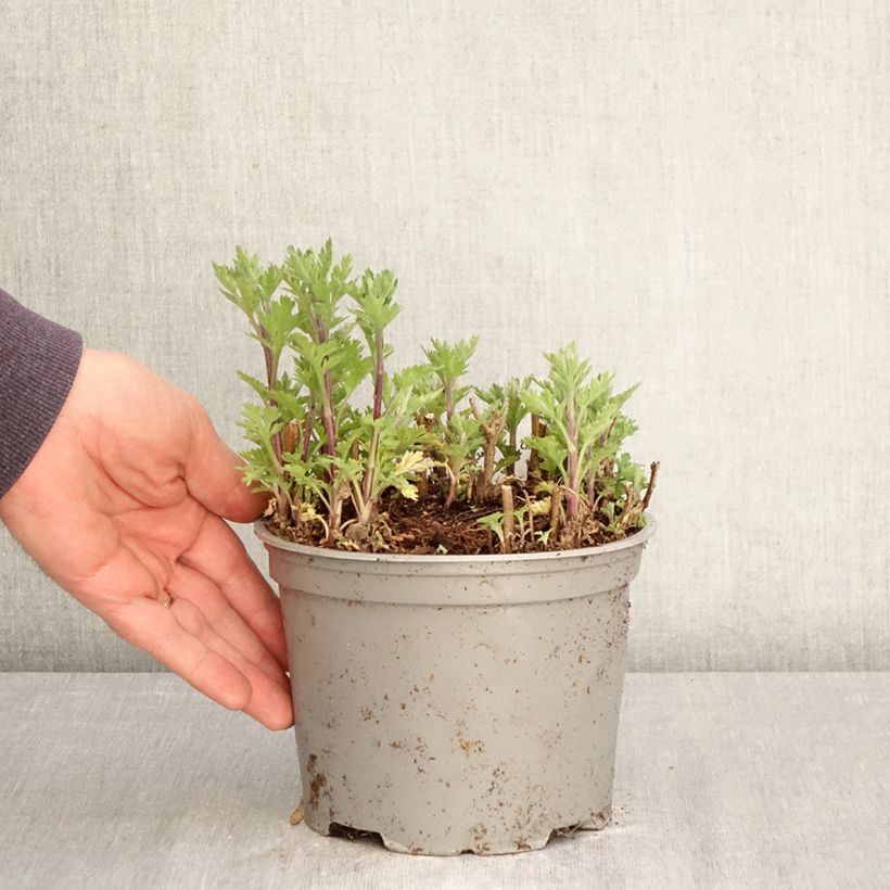Amostra de Crisântemo Rehauge Vaso de 2 L/3 L tal como entregue na primavera