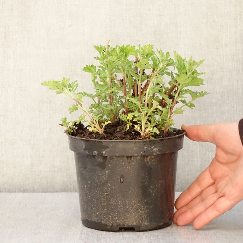 Amostra de Crisântemo Rotes Julchen Vaso de 2 L/3 L tal como entregue na primavera