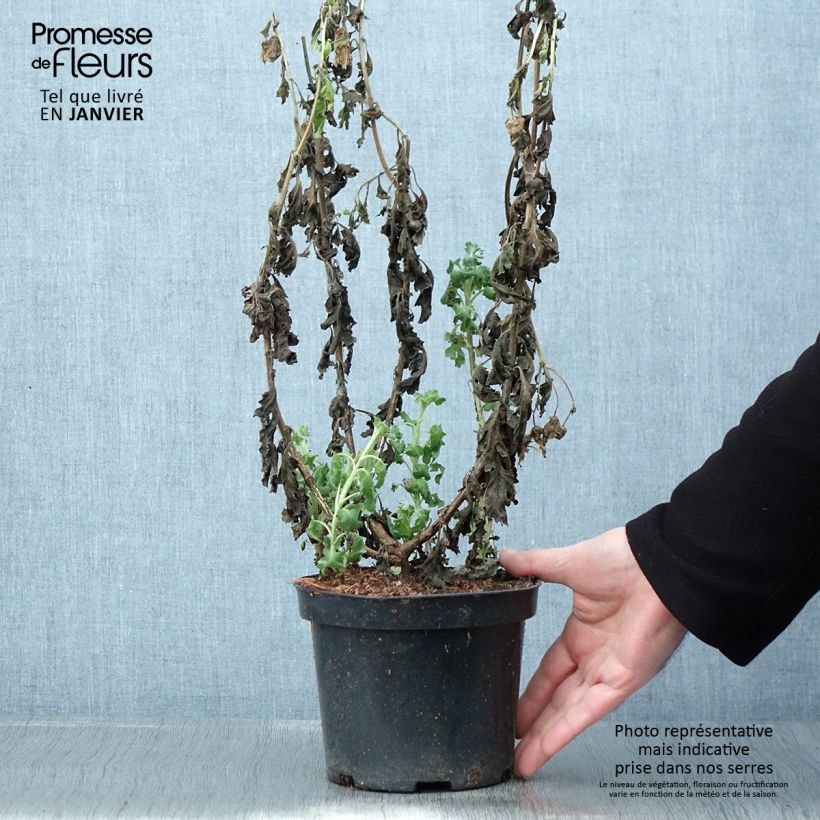 Amostra de Crisântemo Poesi Vaso de 2 L/3 L tal como entregue no inverno