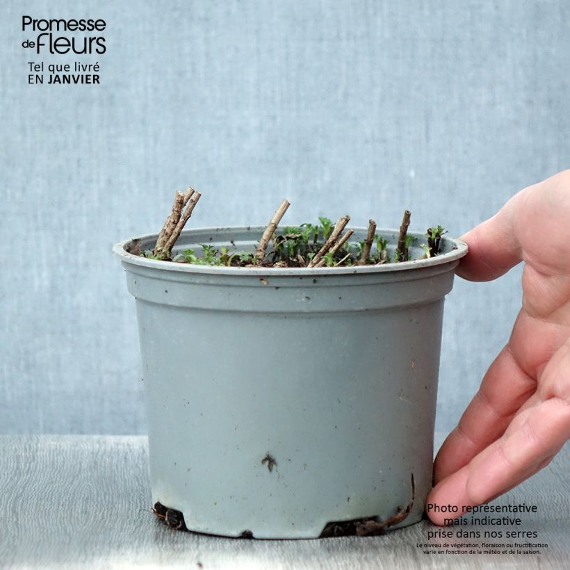 Amostra de Chrysanthème rubellum Clara Curtis - Marguerite d'automne Vaso de 2 L/3 L tal como entregue no inverno