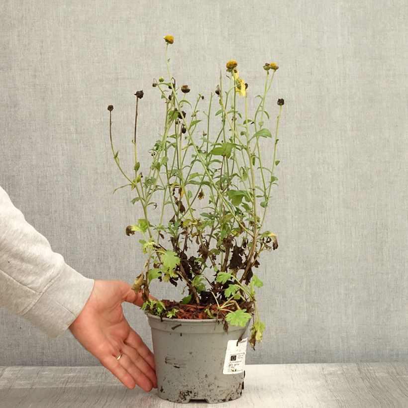 Amostra de Chrysanthème rubellum Dernier Soleil - Marguerite d'automne. Pot de 2L/3L tal como entregue no outono