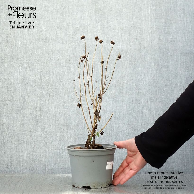 Amostra de Crisântemo Dernier Soleil Vaso de 2 L/3 L tal como entregue no inverno