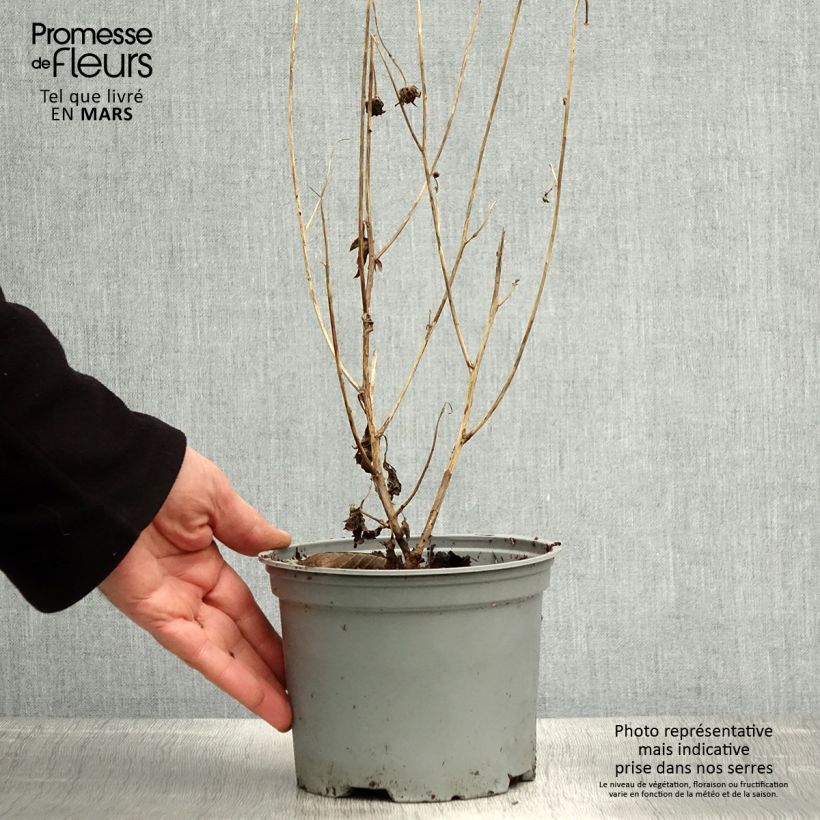 Amostra de Crisântemo Dernier Soleil Vaso de 2 L/3 L tal como entregue na primavera