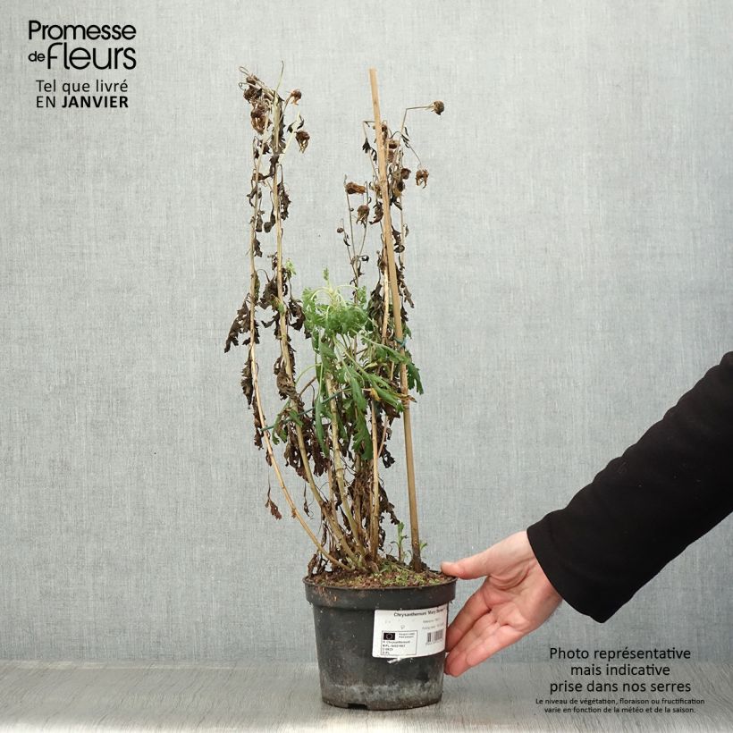 Amostra de Crisântemo Mary Stoker Vaso de 2 L/3 L tal como entregue no inverno