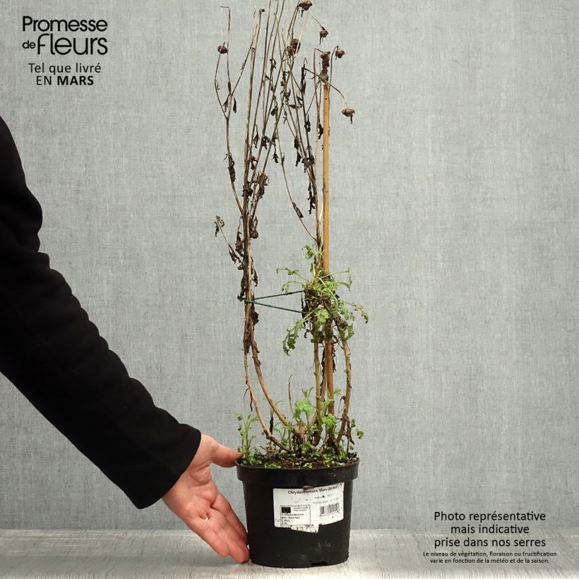 Amostra de Crisântemo Mary Stoker Vaso de 2 L/3 L tal como entregue na primavera