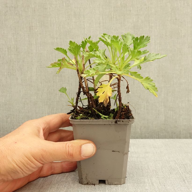 Amostra de Chrysanthemum arcticum Roseum Vaso de 8/9 cm tal como entregue no verão