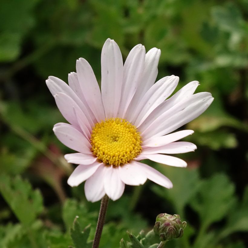 Chrysanthemum arcticum Roseum (Floração)