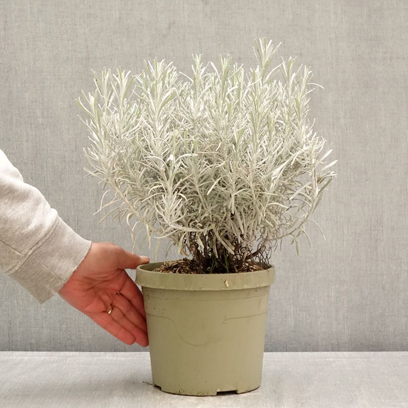 Amostra de Chrysocephalum apiculatum Korma Vaso de 3 L/4 L tal como entregue na primavera