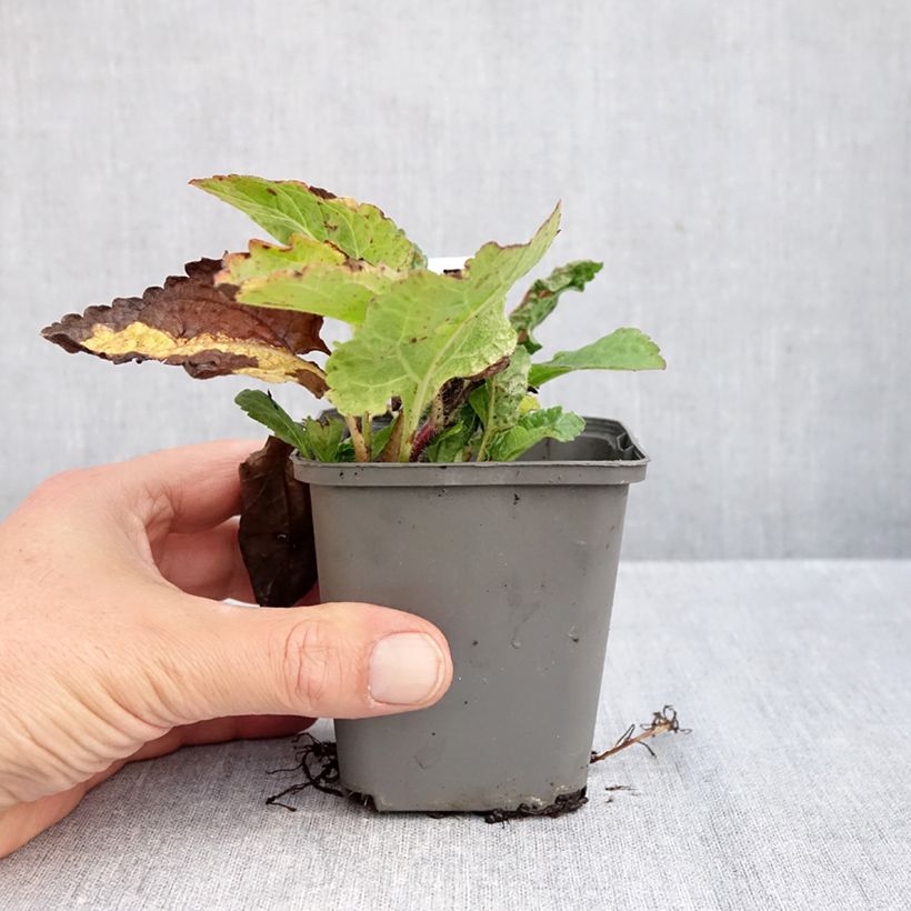 Amostra de Chrysogonum virginianum André Viette Vaso de 8/9 cm tal como entregue no outono