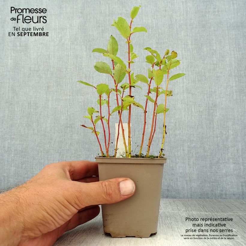 Amostra de Chrysogonum virginianum André Viette Vaso de 8/9 cm tal como entregue no verão