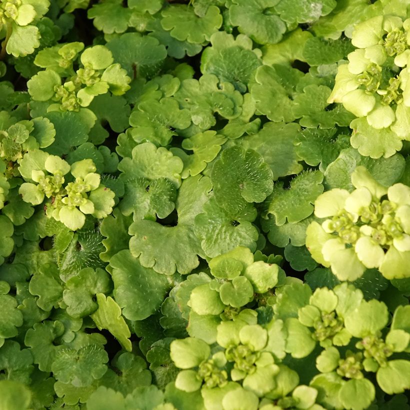 Chrysosplenium alternifolium (Folhagem)