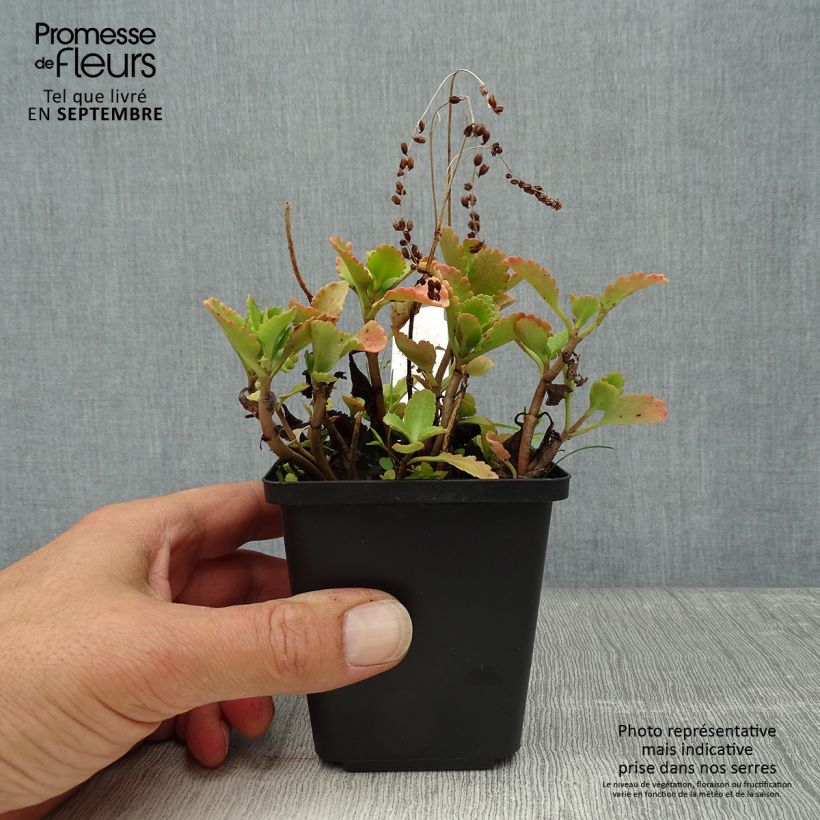 Amostra de Chrysosplenium oppositifolium Vaso de 8/9 cm tal como entregue no outono
