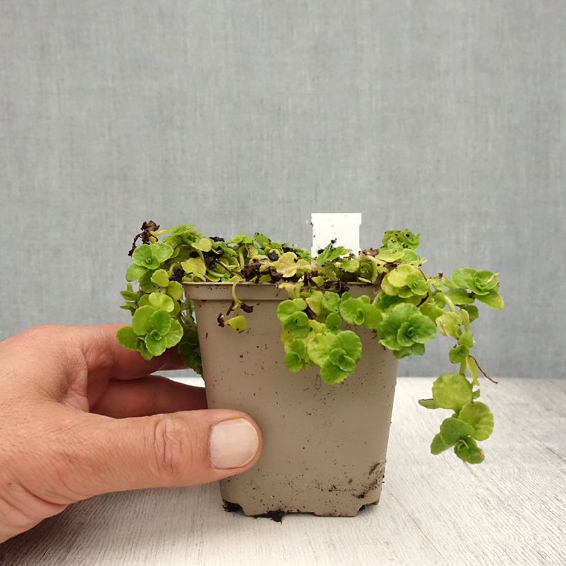 Amostra de Chrysosplenium oppositifolium Vaso de 8/9 cm tal como entregue no verão