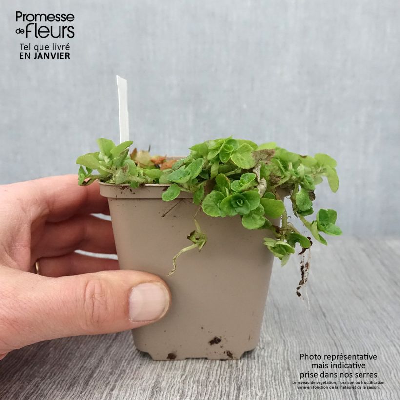 Amostra de Chrysosplenium oppositifolium, Dorine Vaso de 8/9 cm tal como entregue no inverno