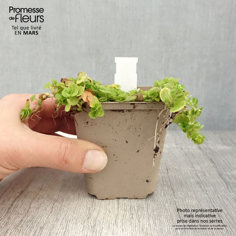 Amostra de Chrysosplenium oppositifolium Vaso de 8/9 cm tal como entregue na primavera