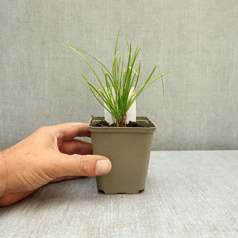 Amostra de Cebolinho Chinês plantas jovens Vaso de 8/9 cm tal como entregue no verão