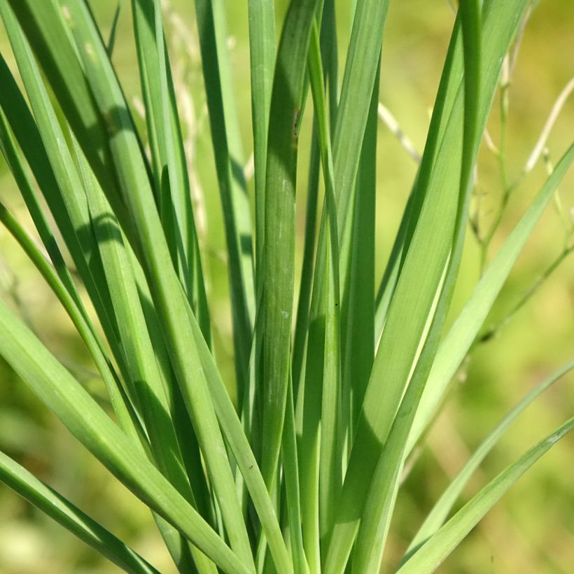 Cebolinho Chinês plantas jovens (Folhagem)