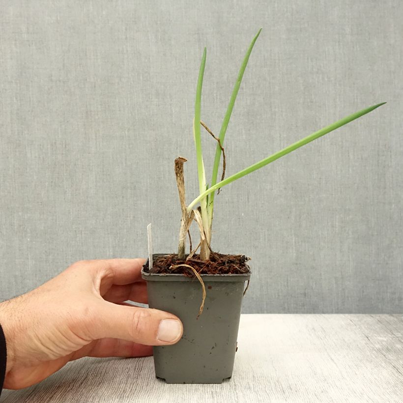 Amostra de Cebolinha biológico - Allium fistulosum Vaso de 7/8 cm tal como entregue no outono