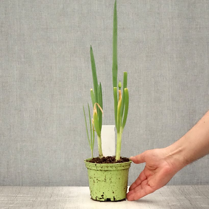 Amostra de Cebolinha biológico - Allium fistulosum Vaso de 1 L/1,5 L tal como entregue no verão