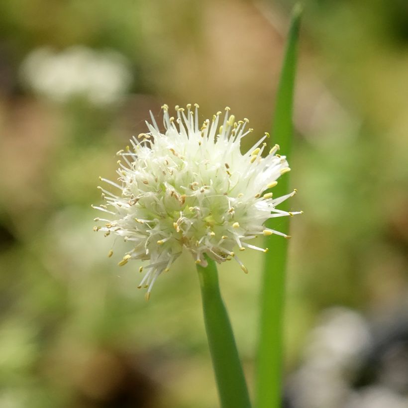 Cebolinha biológico - Allium fistulosum (Floração)
