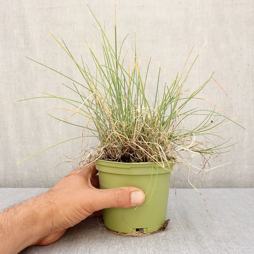 Amostra de Cebolinha biológico - Allium fistulosum Vaso de 1 L/1,5 L tal como entregue no outono