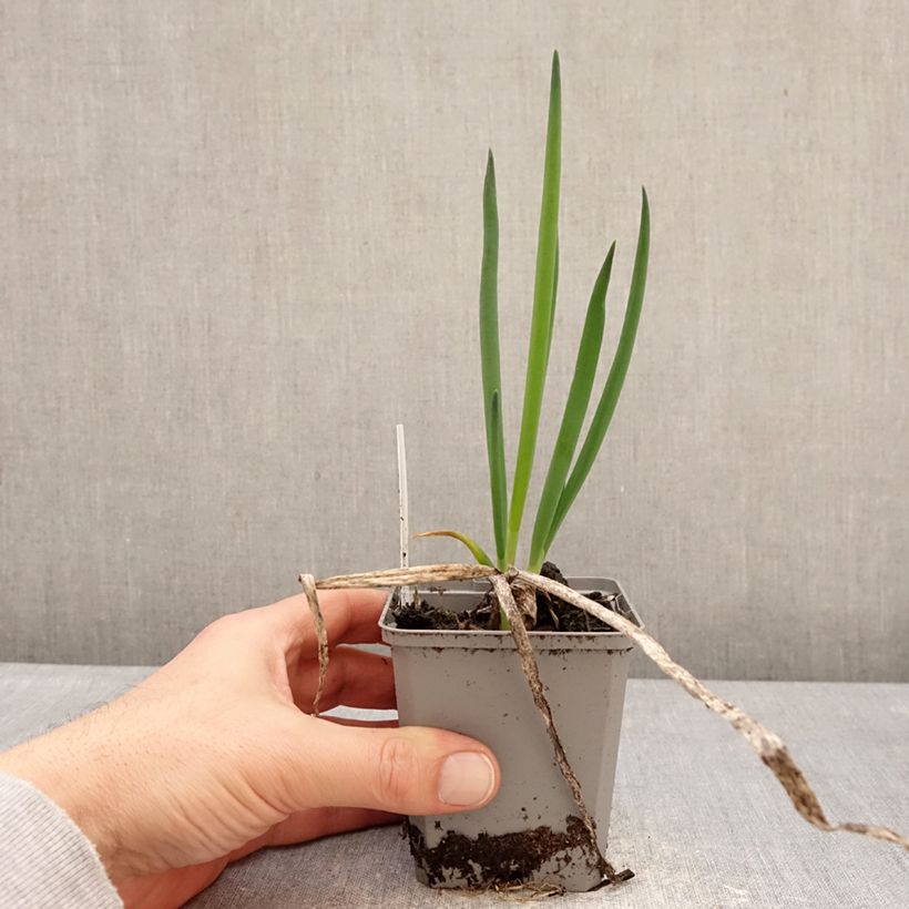 Amostra de Cebolinha / cebolinha-verde Vaso de 8/9 cm Calibre I tal como entregue no inverno