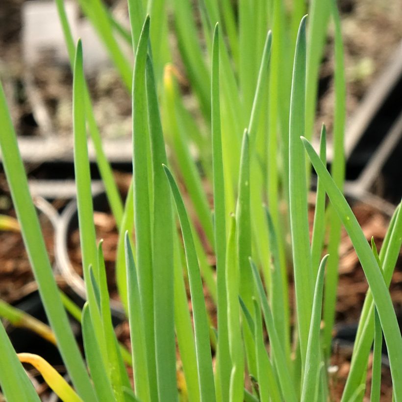 Cebolinha / cebolinha-verde (Folhagem)