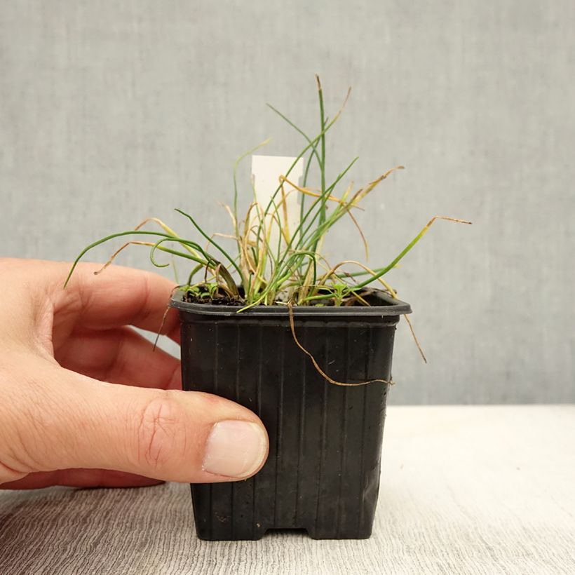 Amostra de Allium schoenoprasum Corsican White Vaso de 8/9 cm tal como entregue no outono