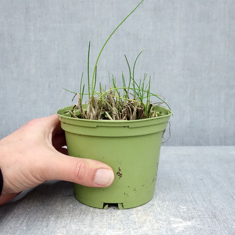 Amostra de Cebolinho Civet de mudas Bio Vaso de 10 cm/11 cm tal como entregue no inverno