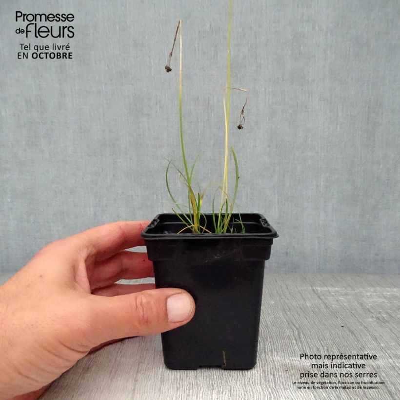 Amostra de Cebolinho-chinês - Allium tuberosum Vaso de 7/8 cm tal como entregue no outono