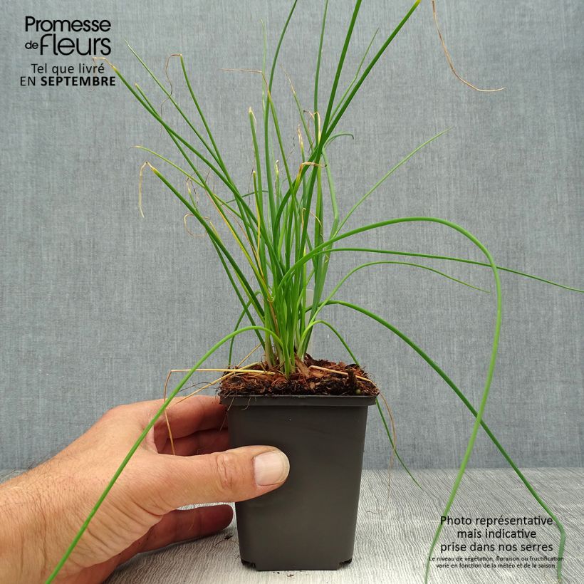 Amostra de Allium schoenoprasum Rising Star Vaso de 8/9 cm tal como entregue no outono