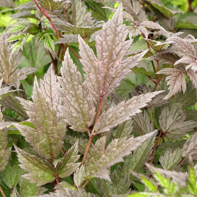Actaea ramosa Queen of Sheba (Folhagem)