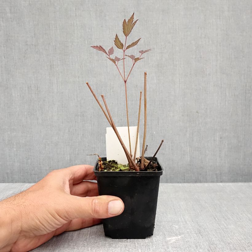 Amostra de Actaea ramosa Queen of Sheba Vaso de 8/9 cm tal como entregue no outono