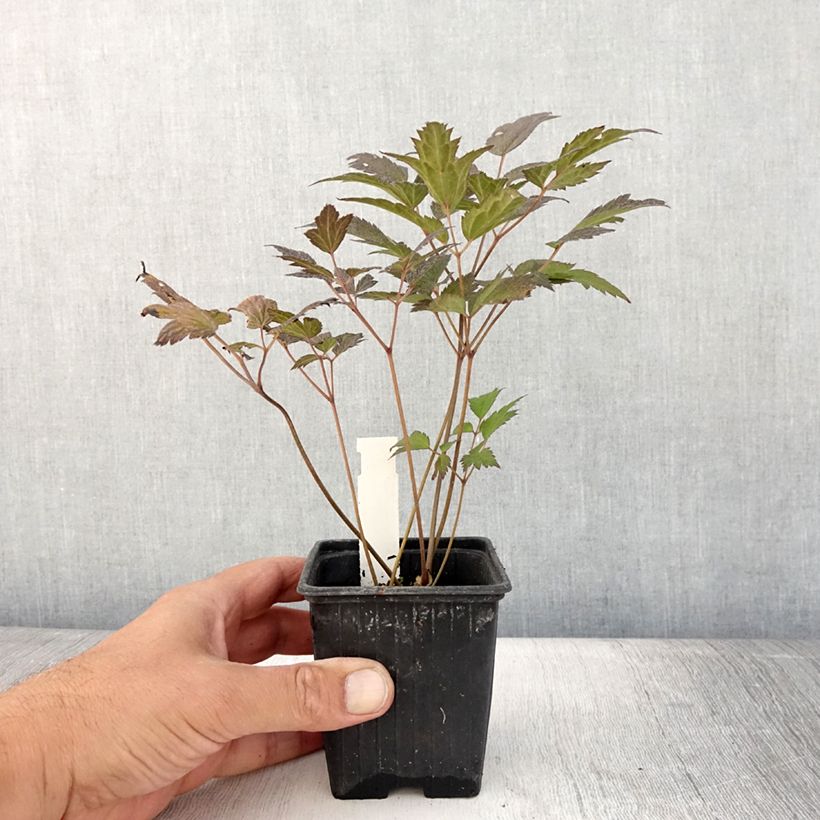 Amostra de Actaea ramosa Queen of Sheba Vaso de 8/9 cm tal como entregue no verão
