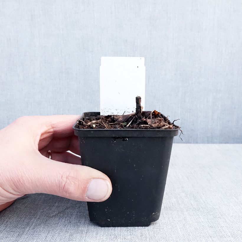 Amostra de Actaea ramosa Queen of Sheba Vaso de 8/9 cm tal como entregue no inverno