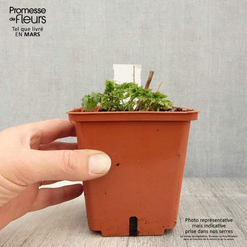 Amostra de Actaea matsumurae White Pearl Vaso de 1,5 L/2 L tal como entregue na primavera