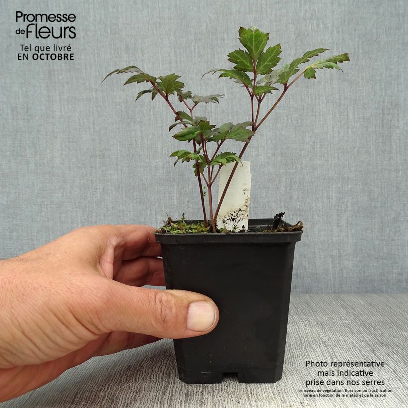 Amostra de Actaea simplex Atropurpurea Vaso de 8/9 cm tal como entregue no outono