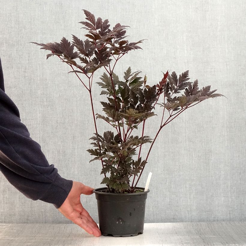Amostra de Actaea simplex Atropurpurea Vaso de 2 L/3 L tal como entregue no verão