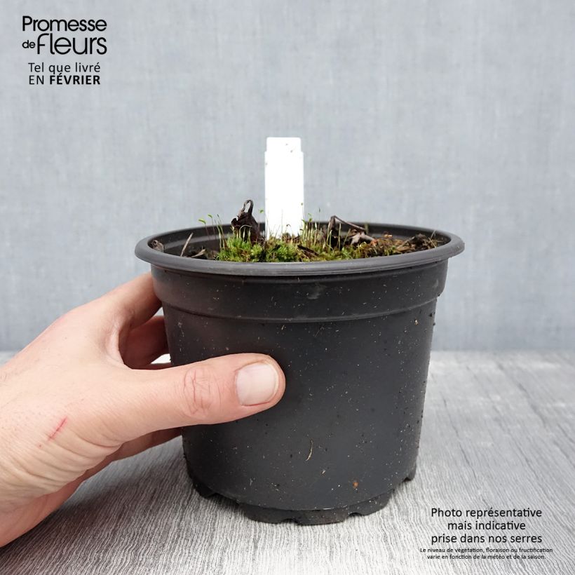 Amostra de Actaea simplex Atropurpurea Vaso de 2 L/3 L tal como entregue no inverno