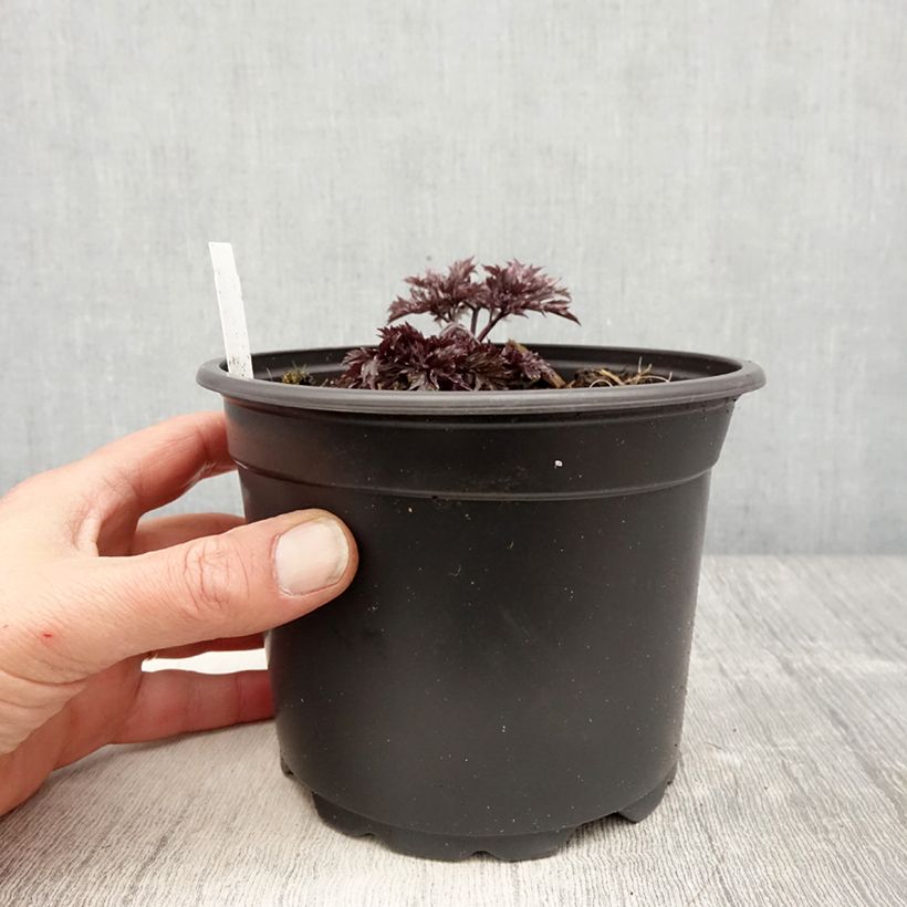 Amostra de Actaea simplex Atropurpurea Vaso de 2 L/3 L tal como entregue na primavera