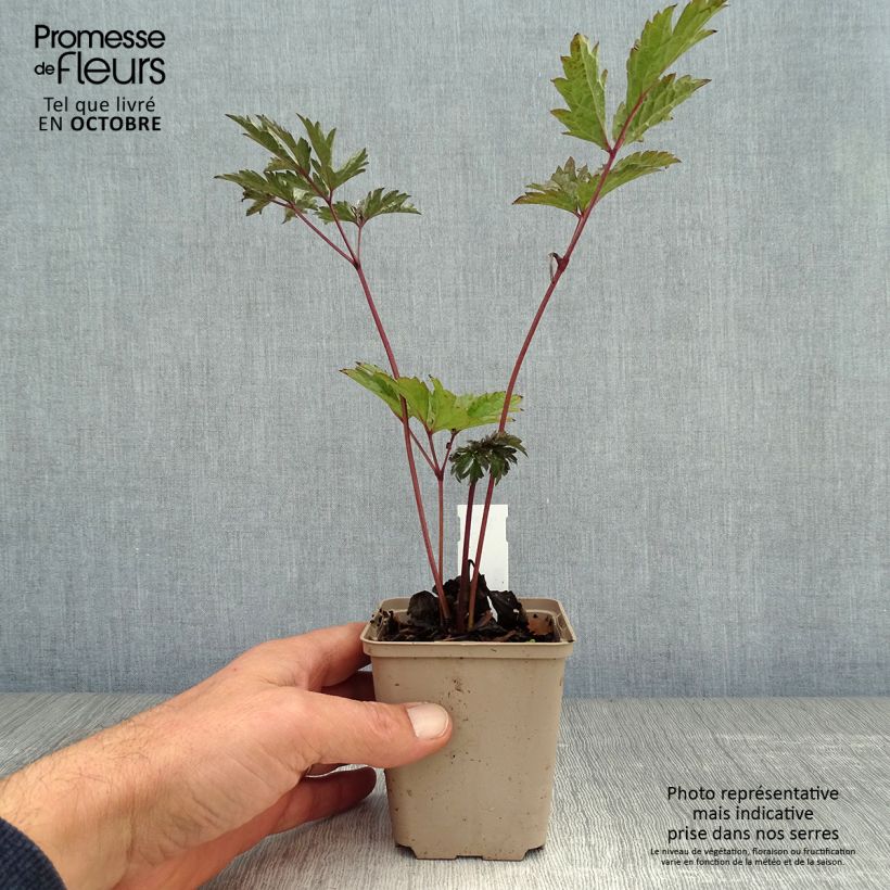 Amostra de Actaea simplex Brunette Vaso de 8/9 cm tal como entregue no outono