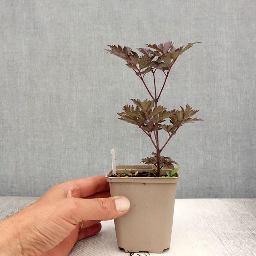 Amostra de Actaea simplex Chocoholic Vaso de 8/9 cm tal como entregue no verão