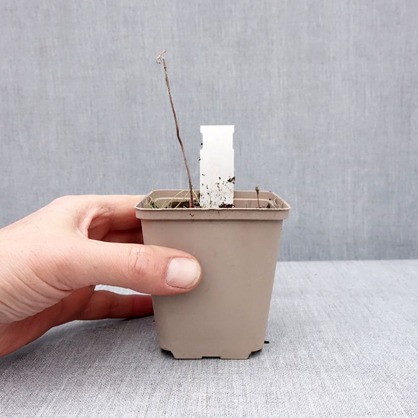 Amostra de Actaea simplex Chocoholic Vaso de 8/9 cm tal como entregue no inverno