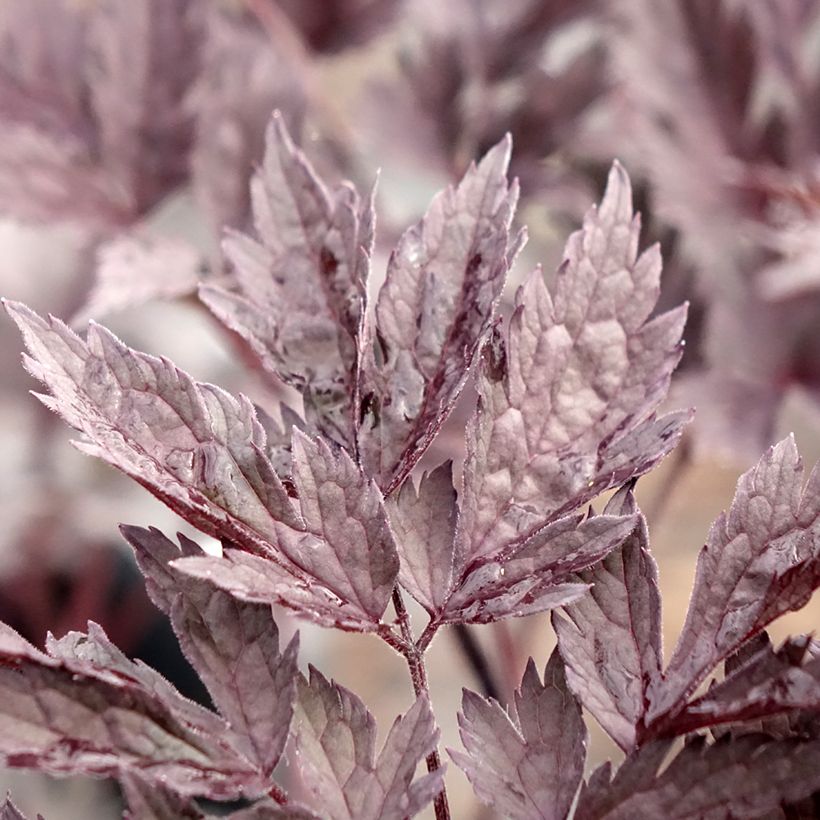 Actaea simplex Chocoholic (Folhagem)