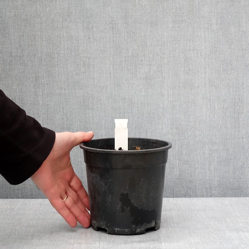 Amostra de Actaea simplex Chocoholic Vaso de 2 L/3 L tal como entregue no inverno