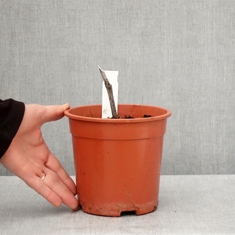 Amostra de Actaea simplex Chocoholic Vaso de 2 L/3 L tal como entregue na primavera