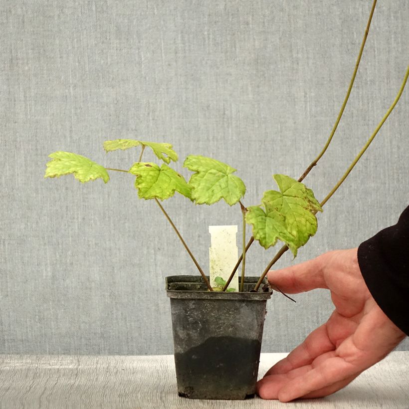Amostra de Actaea biternata Vaso de 8/9 cm tal como entregue no outono