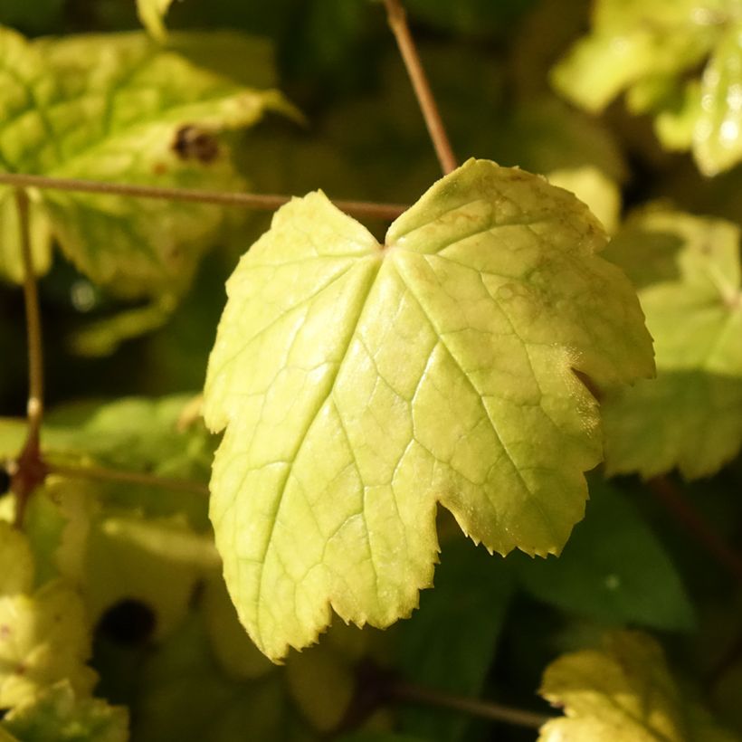 Actaea biternata (Folhagem)